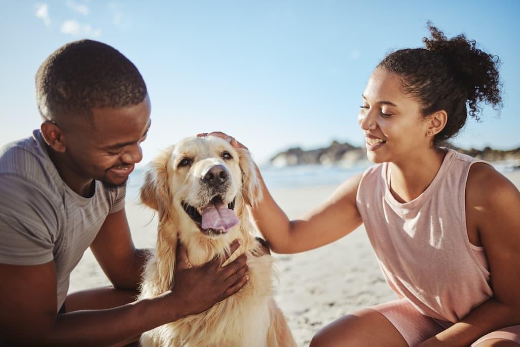 travel with pets guide